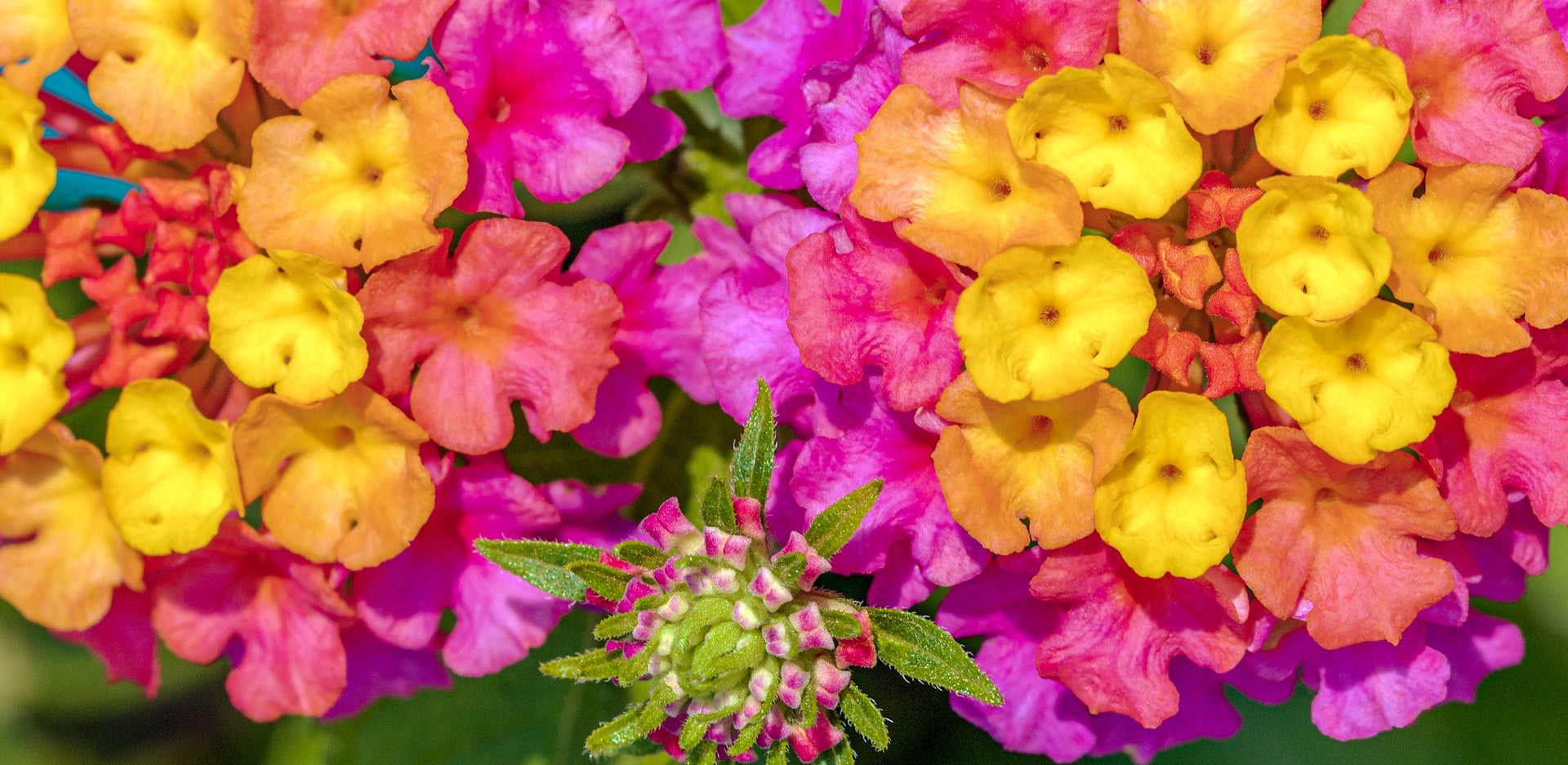 photograph of small yellow, orange, and pink lantana flowers