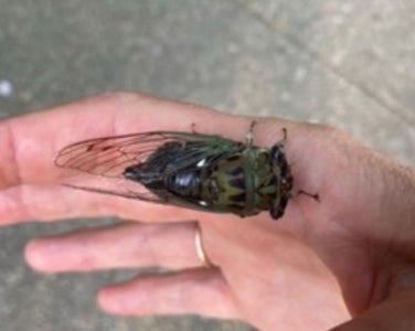 Large bug on JC Lee's hand.